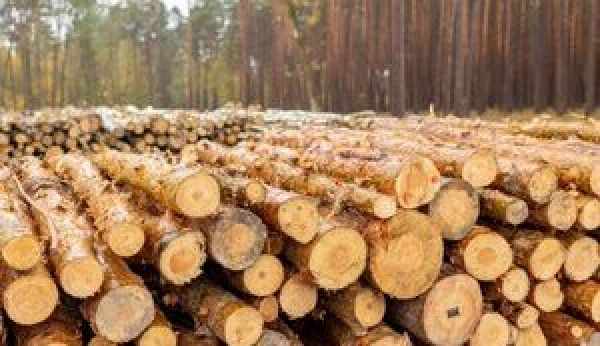 Польща завозить у ЄС підсанкційну деревину з Білорусі за фальшивими документами,